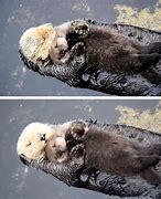 Image result for Pictures of Baby White Otters Sleeping