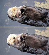 Image result for Otter Holding Baby