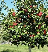 Image result for Semi-Dwarf Honeycrisp Apple Tree Size