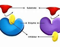 Image result for Allostric Enzymes