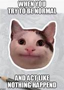 Image result for Normal Cat Meme