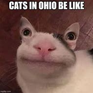 Image result for Funny Ohio News Headlines Cat