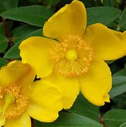 Image result for Hypericum Hidcote Limelight