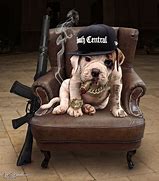 Image result for Gangster Terrier