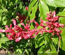 Bildergebnis für Aesculus pavia Atrosanguinea