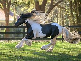 Image result for All Horse Breeds