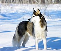 Image result for perro