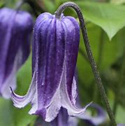 Image result for Clematis Purple Bell Flowers