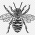 Image result for Bee Drawing