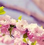 Image result for Spring Flowers Continous Background