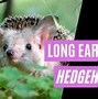 Image result for Largest Hedgehog