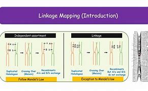 Image result for Linkage Mapping