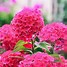 Image result for Phlox Grenadine Dream ® (Paniculata-Group)