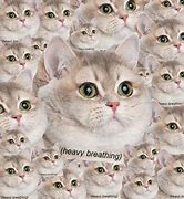 Image result for Wheezing Cat Meme