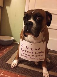 Image result for Cute Boxer Dog Memes Funny