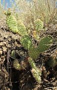 Image result for Prairie Cactus Scenery