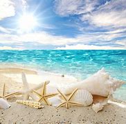 Image result for Sea Shells Wallpaper