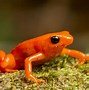 Image result for A Frog