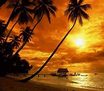 Image result for Tropical Setting