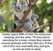 Image result for Eating Koala Meme