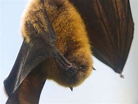 Image result for Pet Fruit Bat