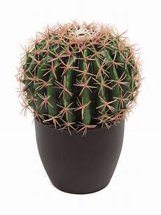 pianta grassa da interno pianta grassa bag cactus a domicilio pianta da interno pianta grassa da interno pianta grassa bag cactus a domicilio pianta da interno