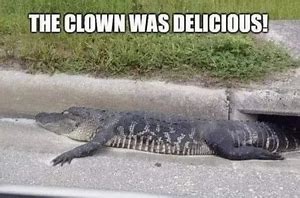 Image result for Funny Alligator Memes