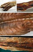 Image result for 5000 Year Old Man Found Frozen