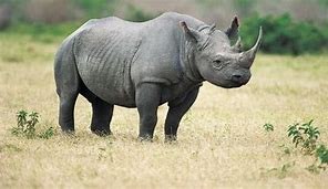 Image result for Black Rhino Side View
