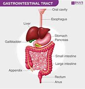 Image result for gastrointestinal