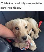 Image result for cutest dogs memes