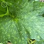 Image result for Grape Powdery Mildew