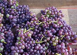 Image result for Table Grapes