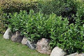 Image result for Prunus laurocerasus Caucasica