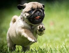 Image result for Funny Puppies Wallpapers for Desktop