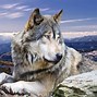 Image result for Galaxy Wolf Moving Backgrounds