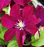 Image result for Clematis Voluceau