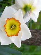 Image result for Narcissus Hawaiian Skies