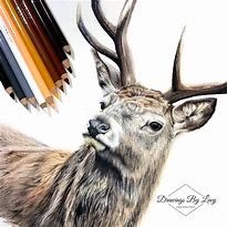 Image result for deer draw realistic