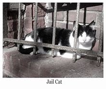 Image result for Jail Cat Cute