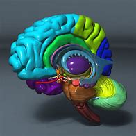 Image result for Brain Character