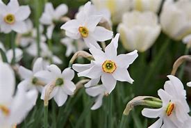 Image result for Narcissus poeticus var. recurvus