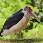 Image result for Strangest Birds