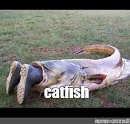 Image result for Meme Catfish Batman Pig