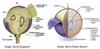 Image result for Grape Anatomy