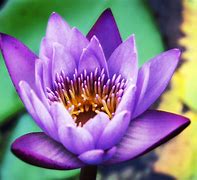 Image result for iOS 5 Lotus