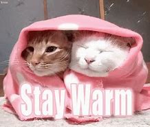 Image result for Warm Kitten Memes