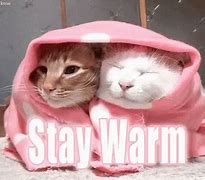 Image result for Cosy Cat Meme
