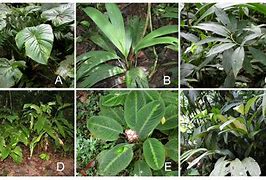 Image result for Costa Rica Jungle Plants