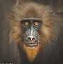 Image result for Bonobos Human Look